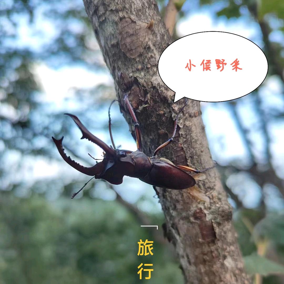 小侯自然观察