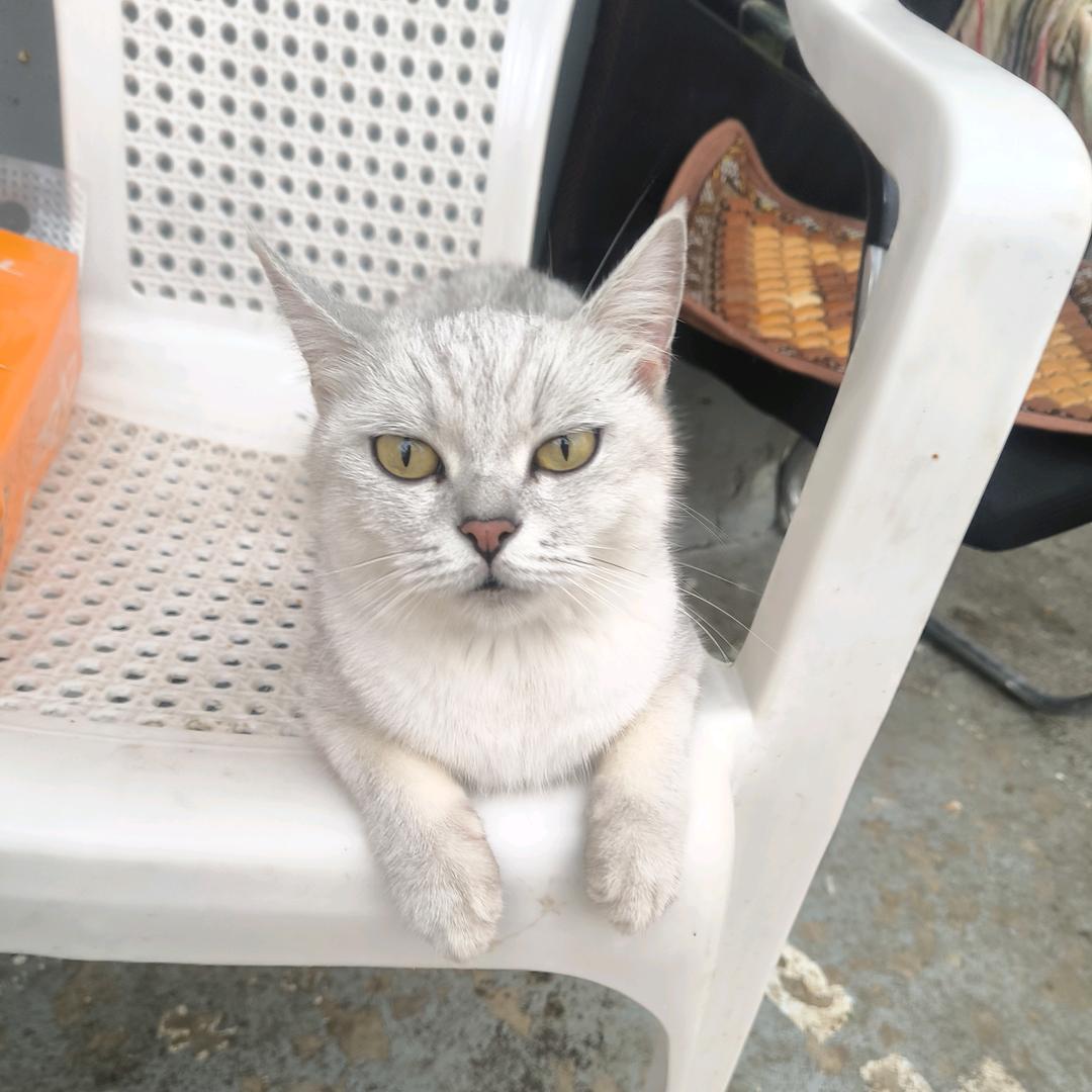 阿基敏