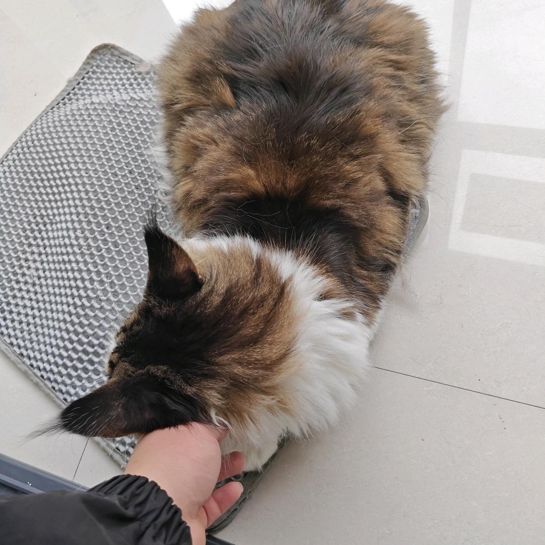 北辰月华（三角洲行动）