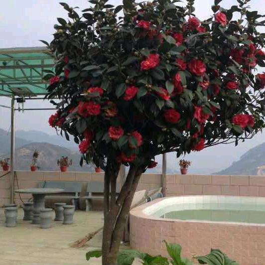 吴忧吴虑🌹🌹🌹