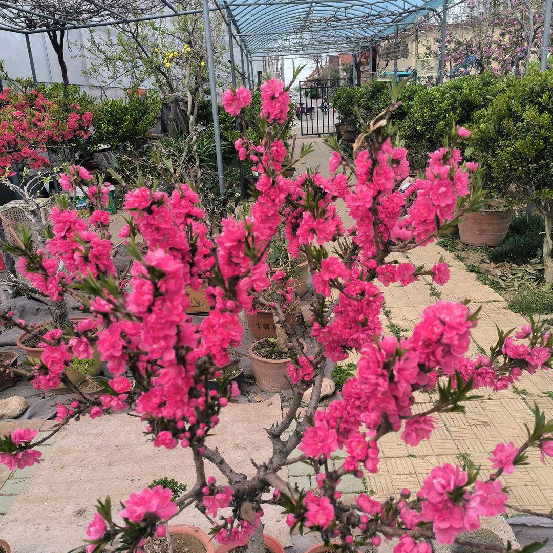 丽萍