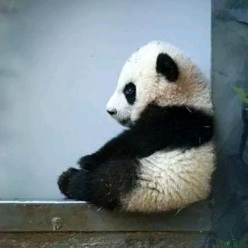 兜兜