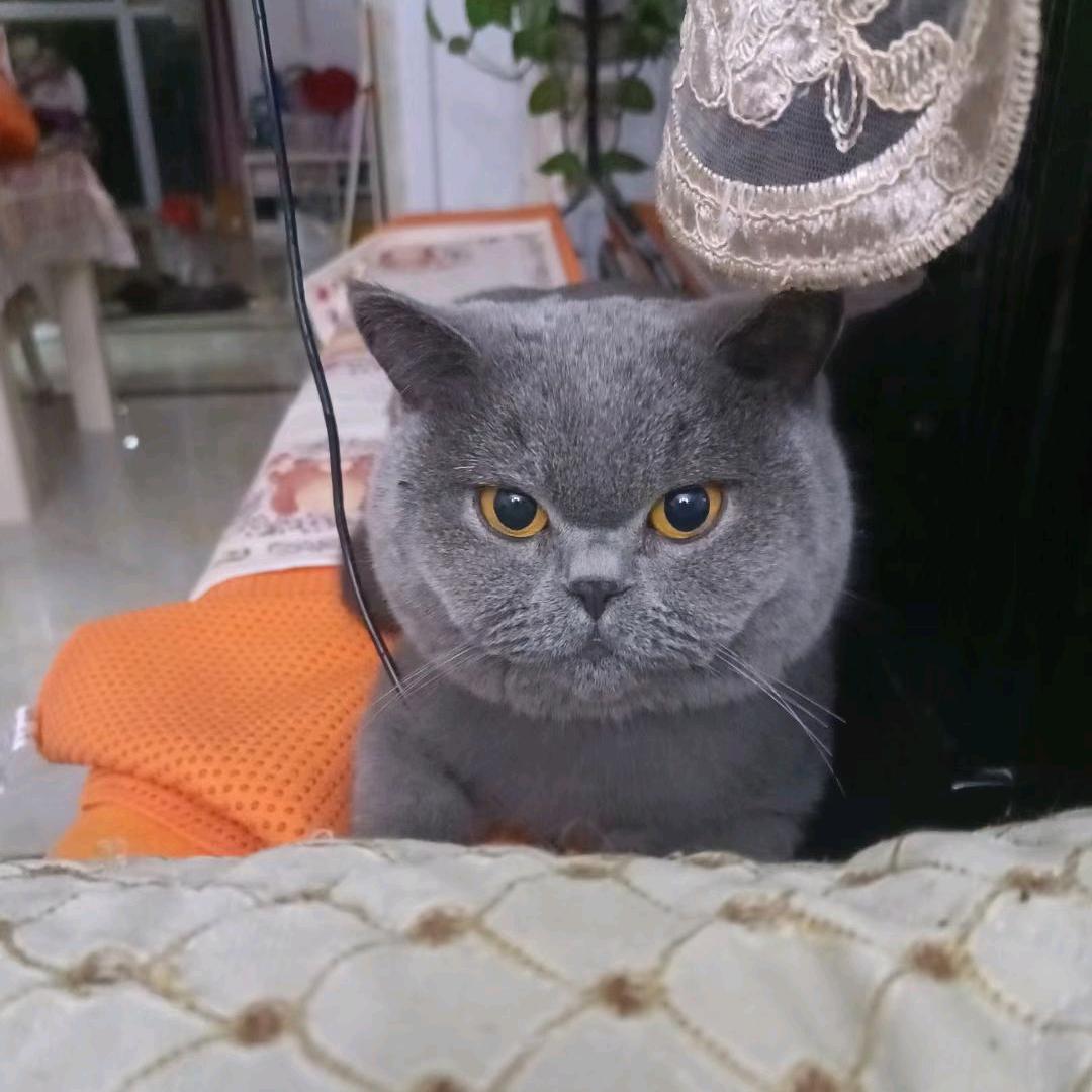 喵了个咪呀咪（互关必回）