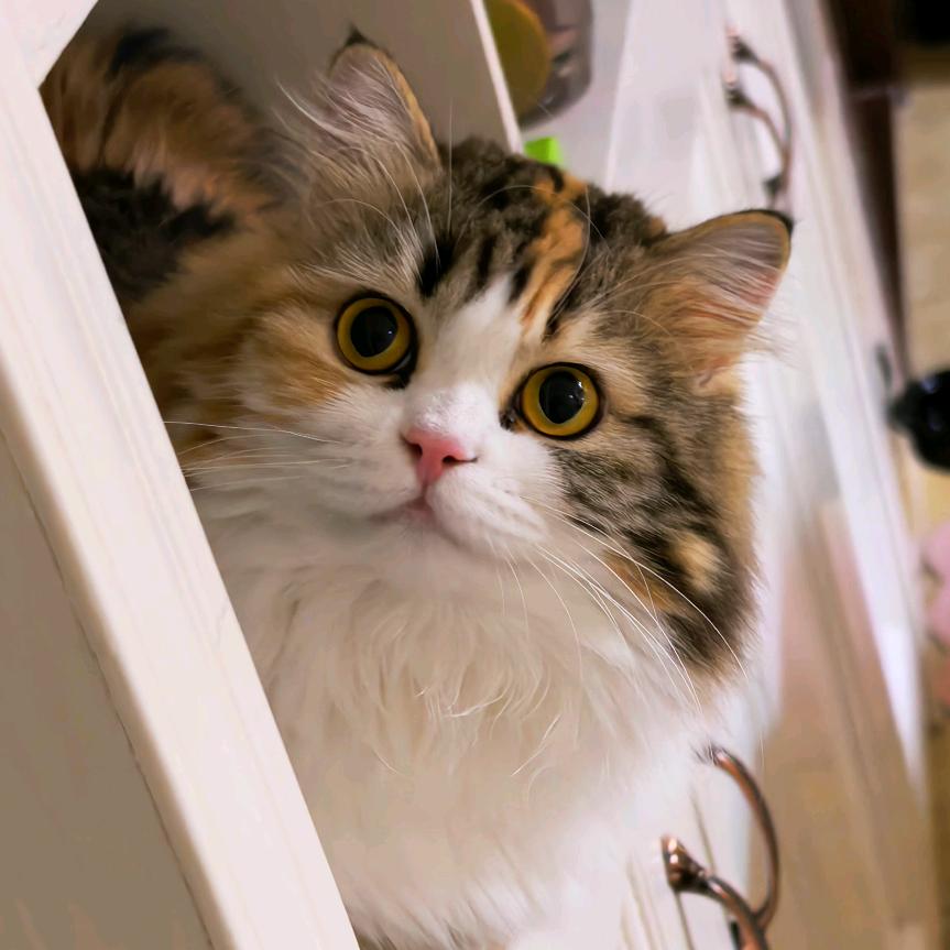 🐱喵亦菲