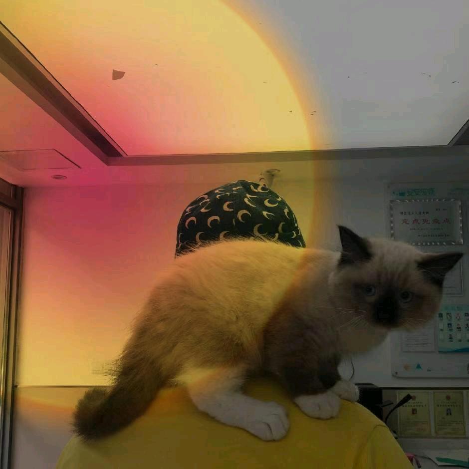 麻麻🐟和叻叻🐷