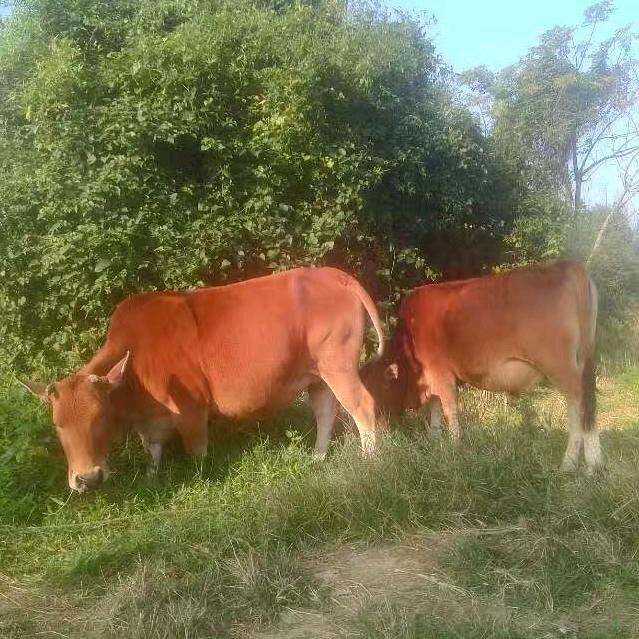 妻牛侬子