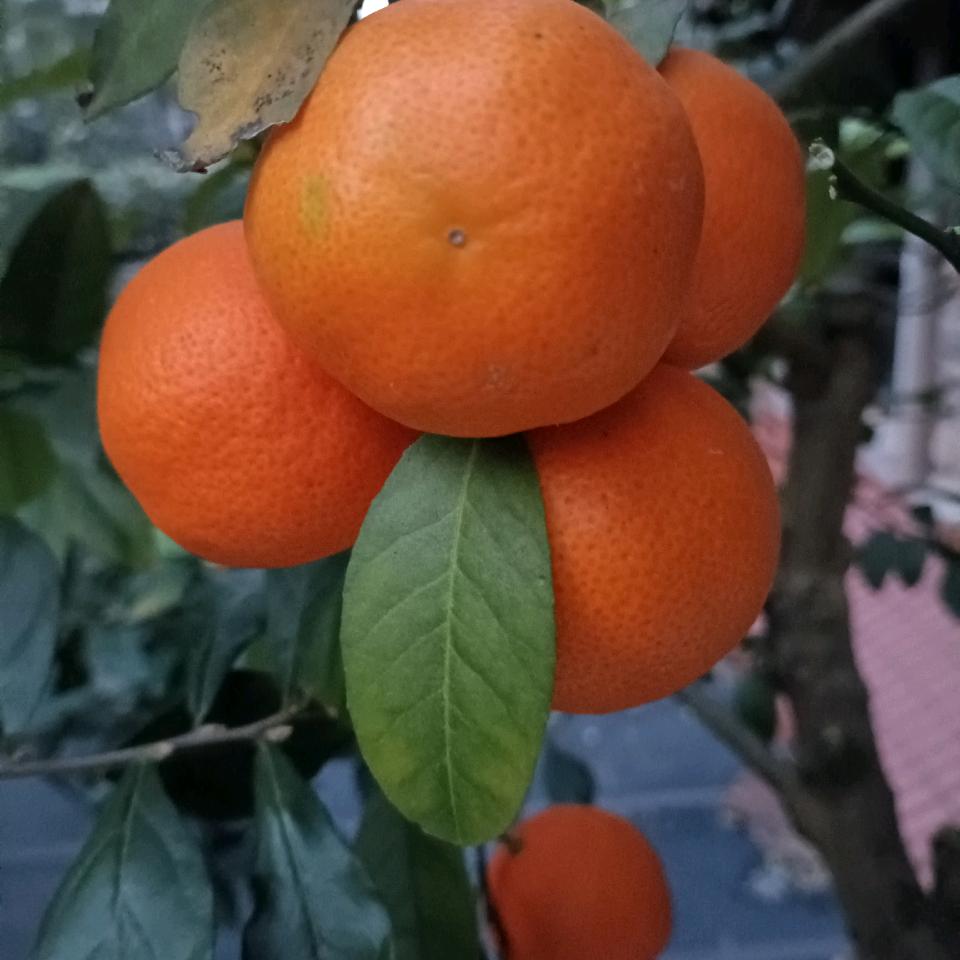 老农民