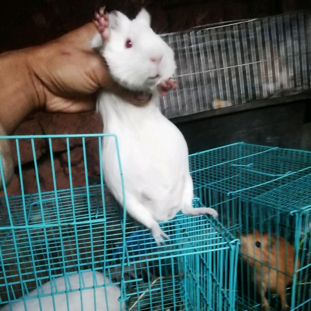 石林东东