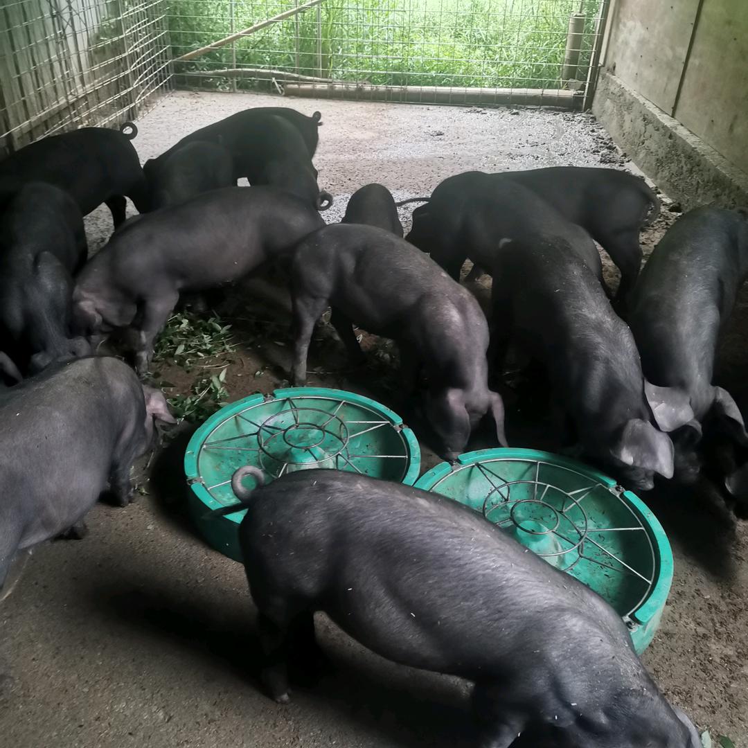 猪日记🐷