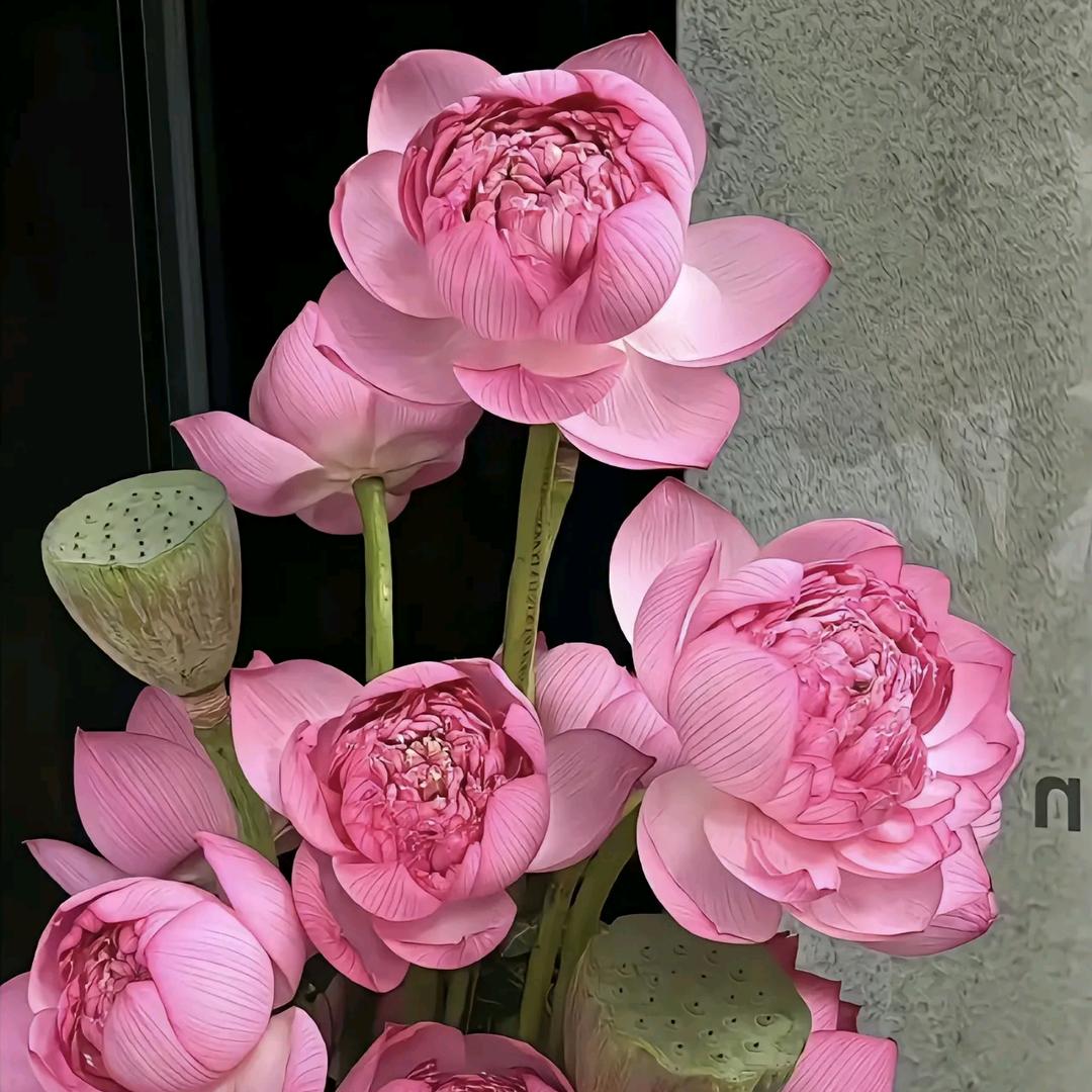 栀子花开1111