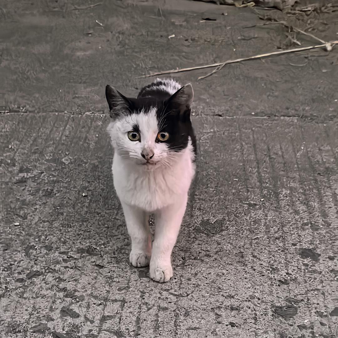 一个达不溜🌞