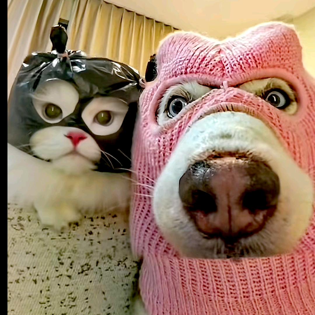 阿猫阿狗