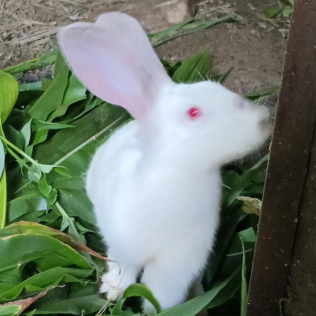 王不掉