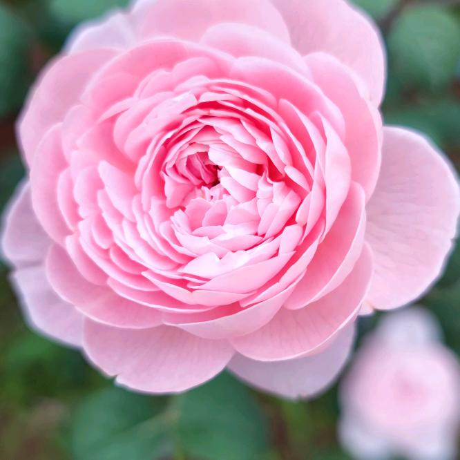 ❤️❤️微微一笑❤️❤️