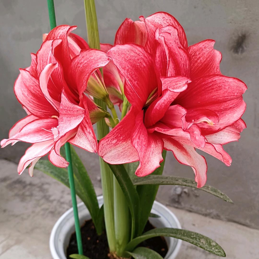 @养花梦境