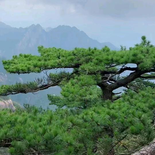 梦萍