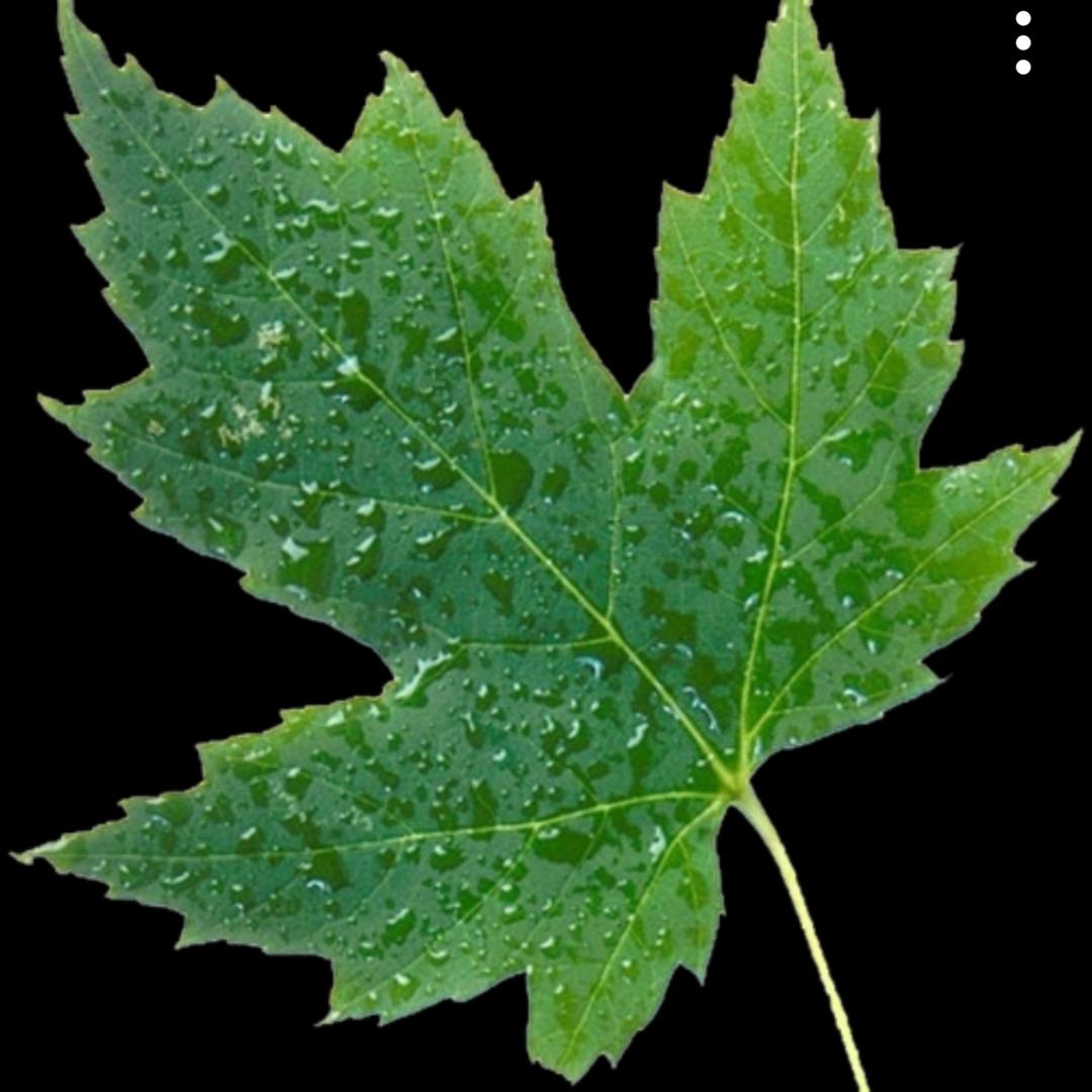 冬日暖杨张LIming