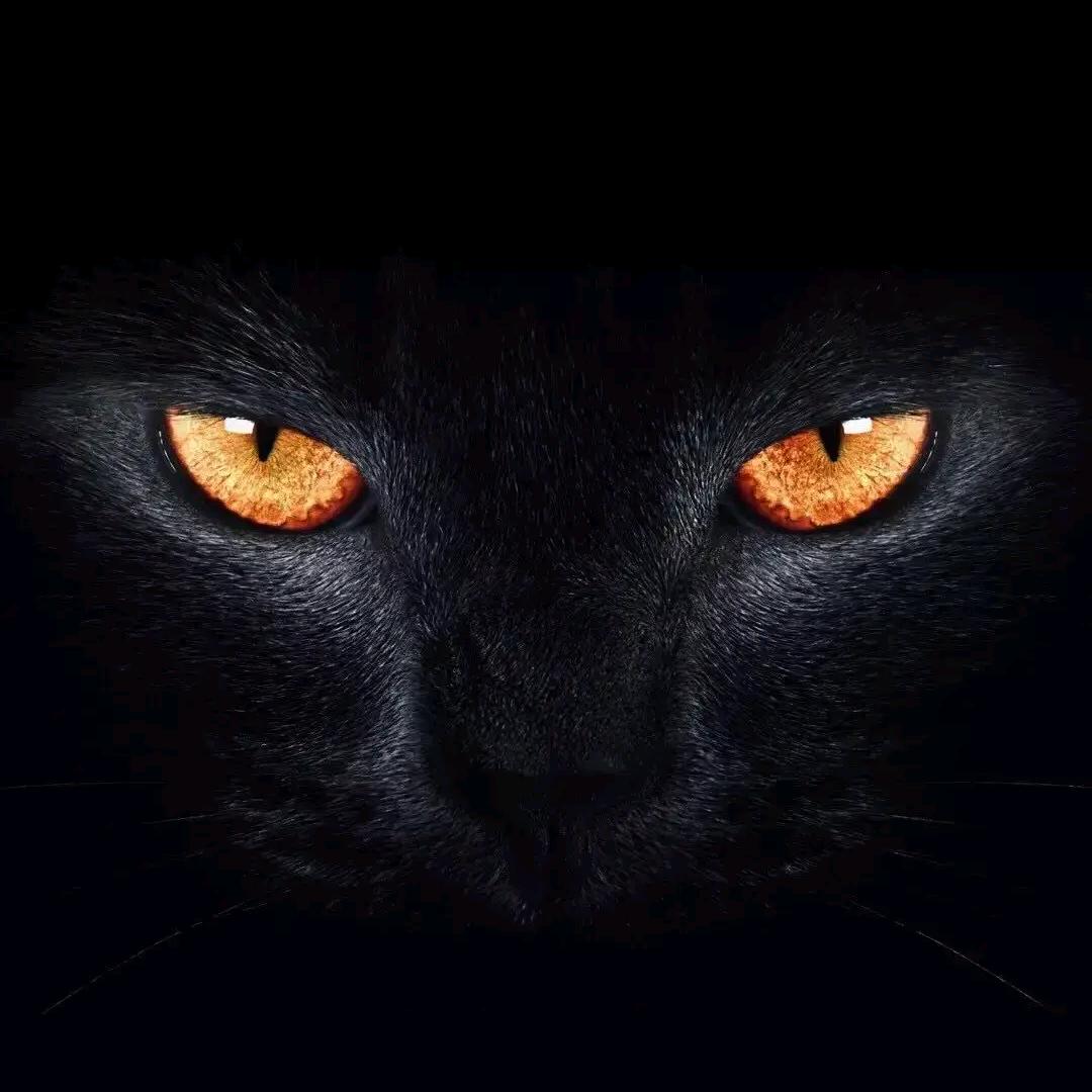 黄金猫
