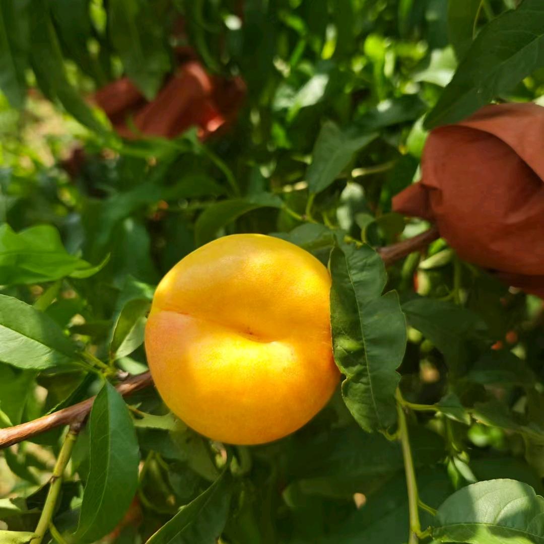 爱吃酸奶炒干果