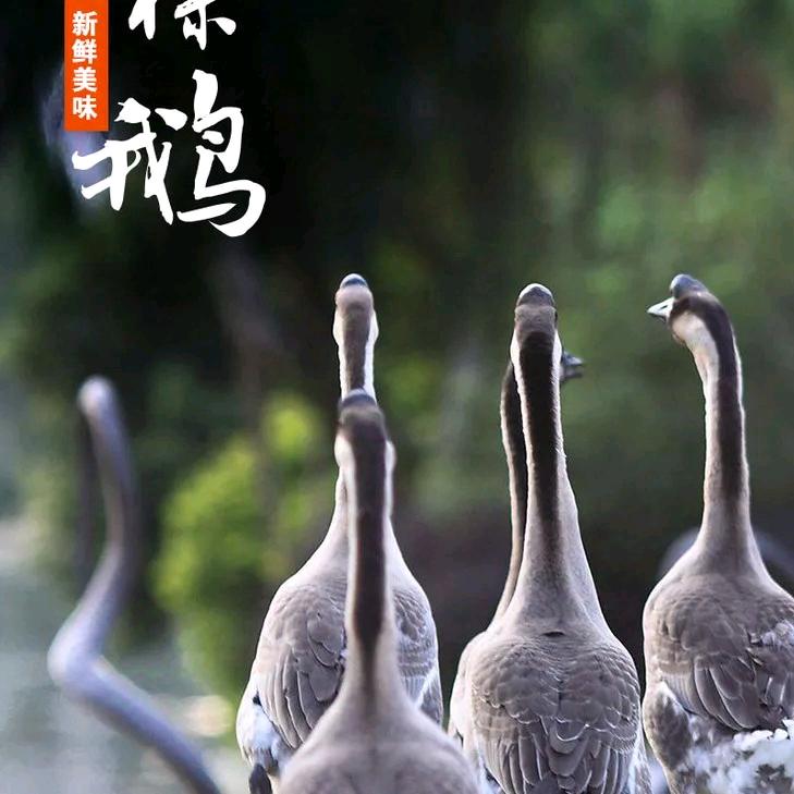 广东黑棕鹅 烧鸡鸭鹅原材料批发 现杀现卖