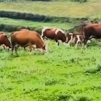 威宁县鸿强牧业