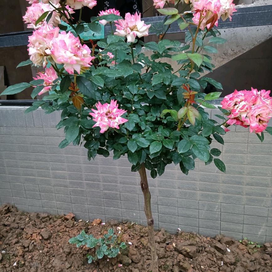 小酒窝