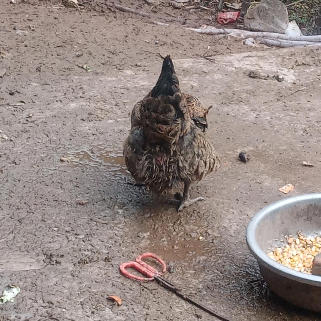 邹姐