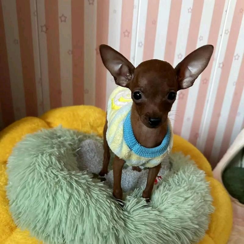 好肉之徒鲜肉狗粮