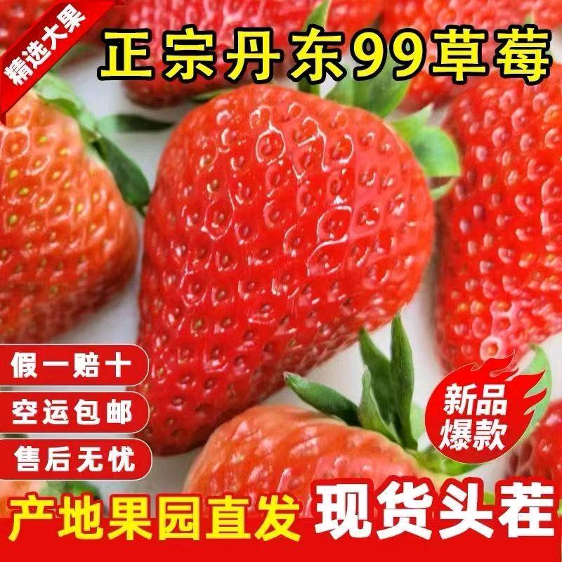 丹东九九草莓 刘泰 产地直发