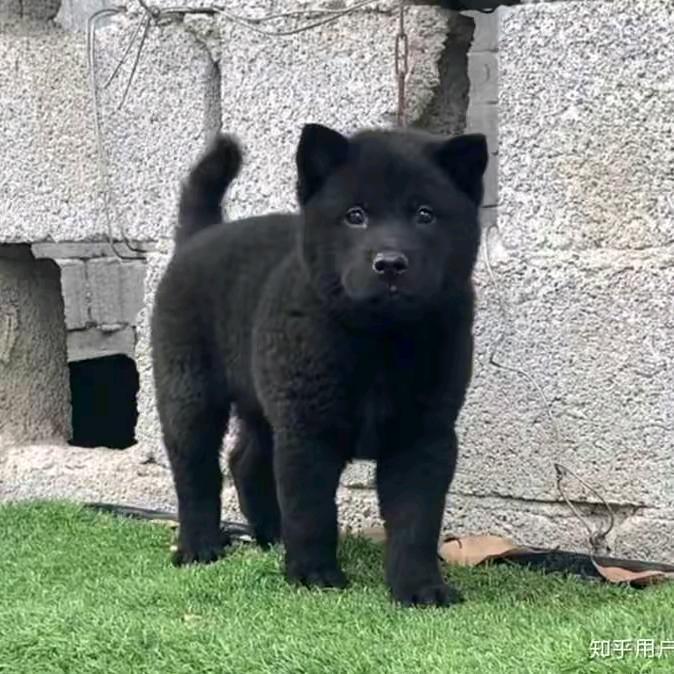 萍乡土狗生态放养