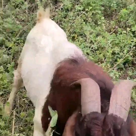 🎉细水长刘🎉