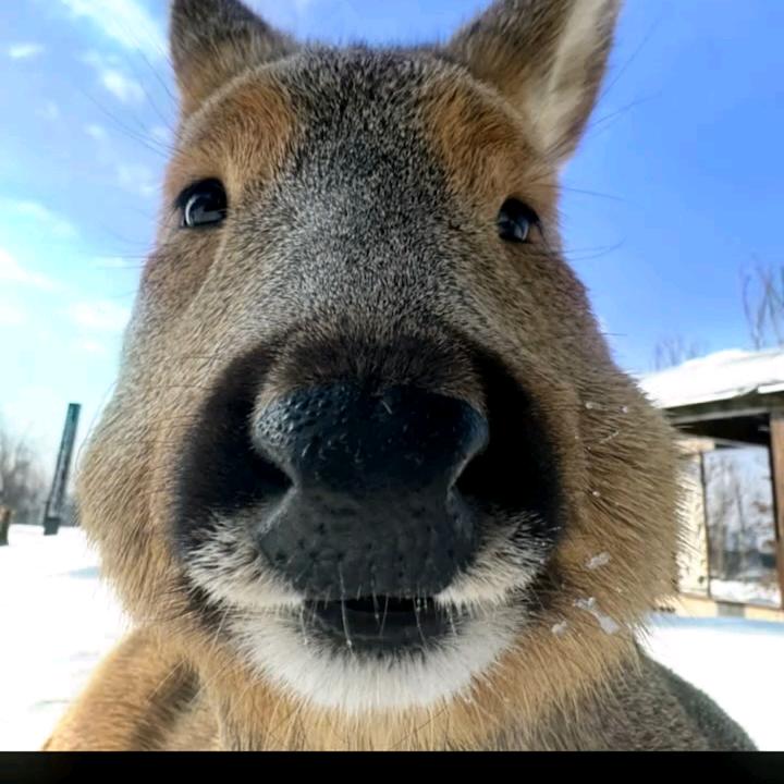 瘋孑
