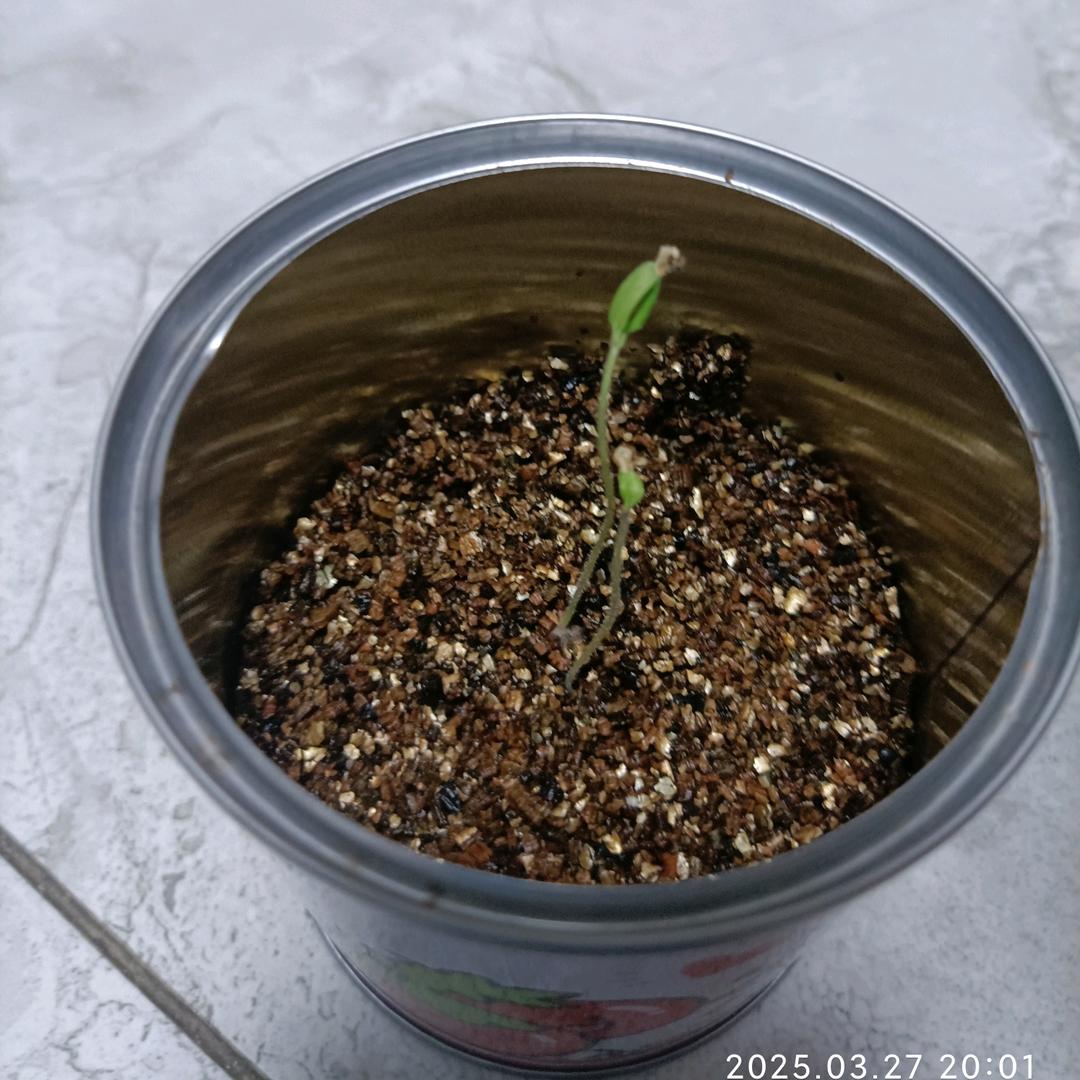 五星一杠瓢虫
