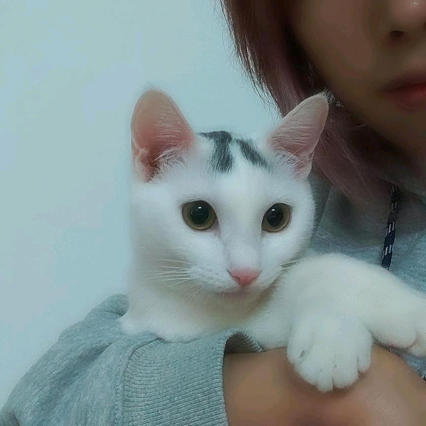 电宝是只猫