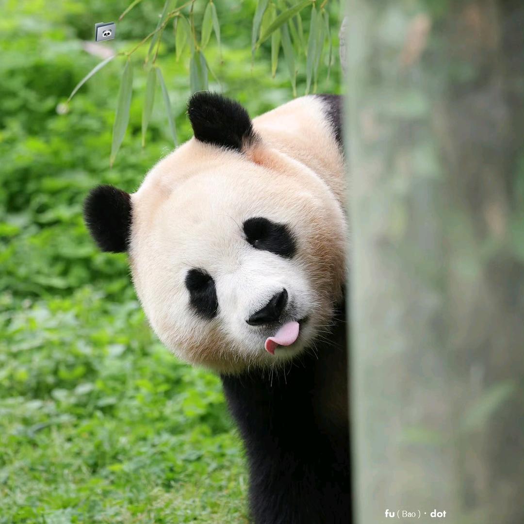 梁丰鲜奶直供站(蓝波·金典店)专用号