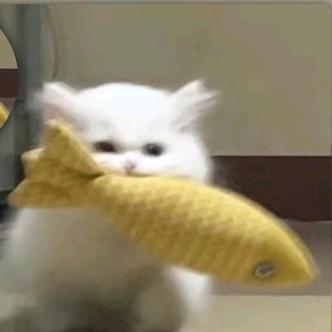 Koi