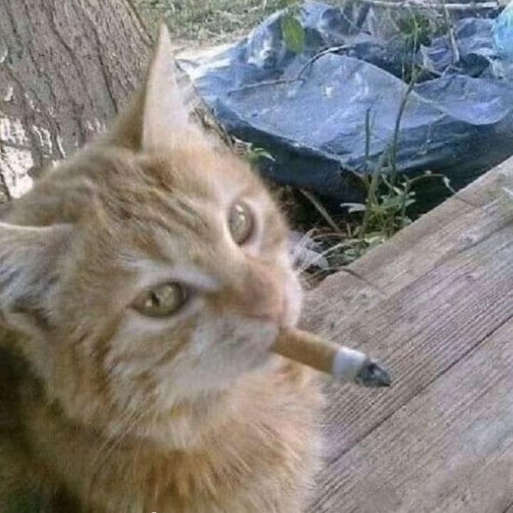 肥而不腻的猫