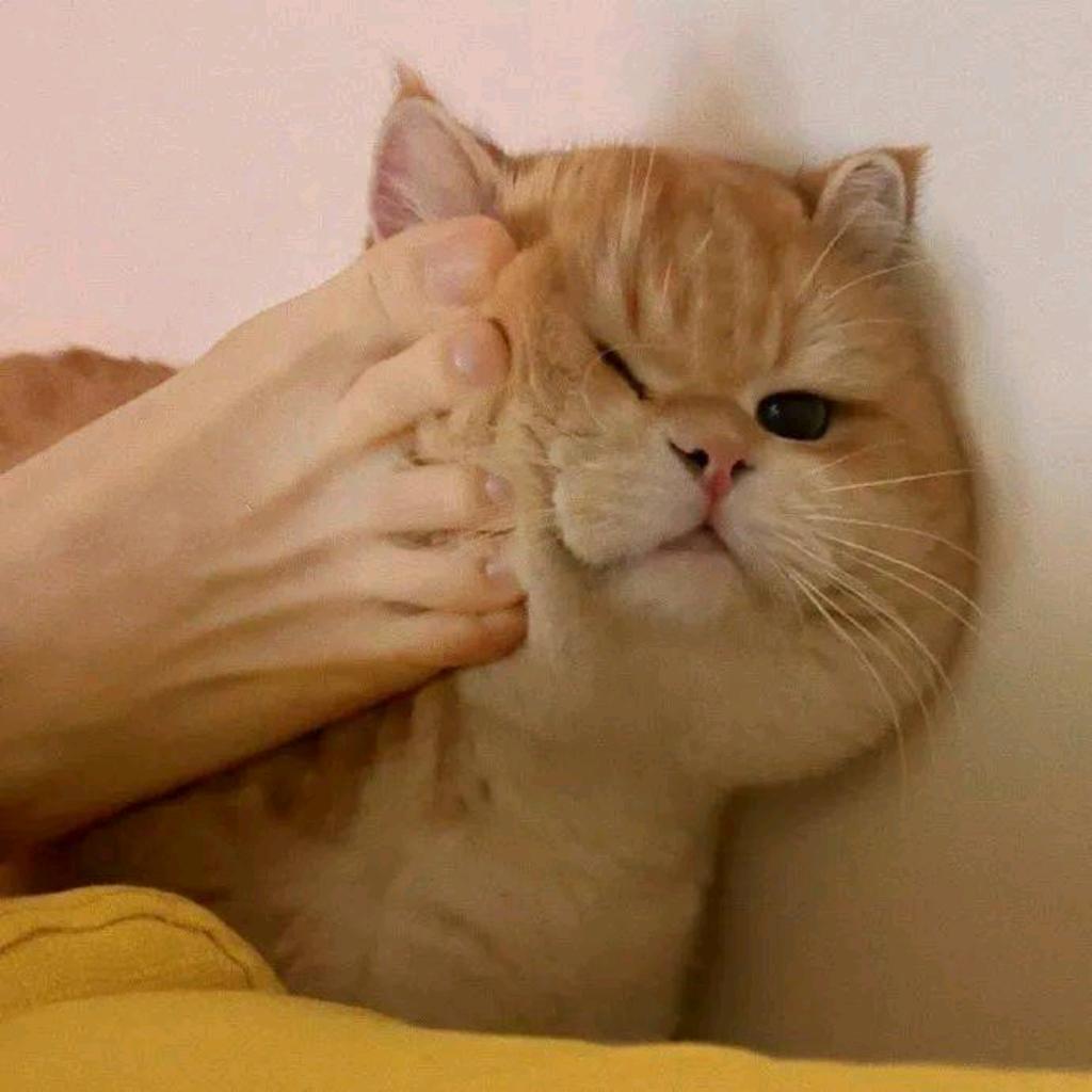 兮颜