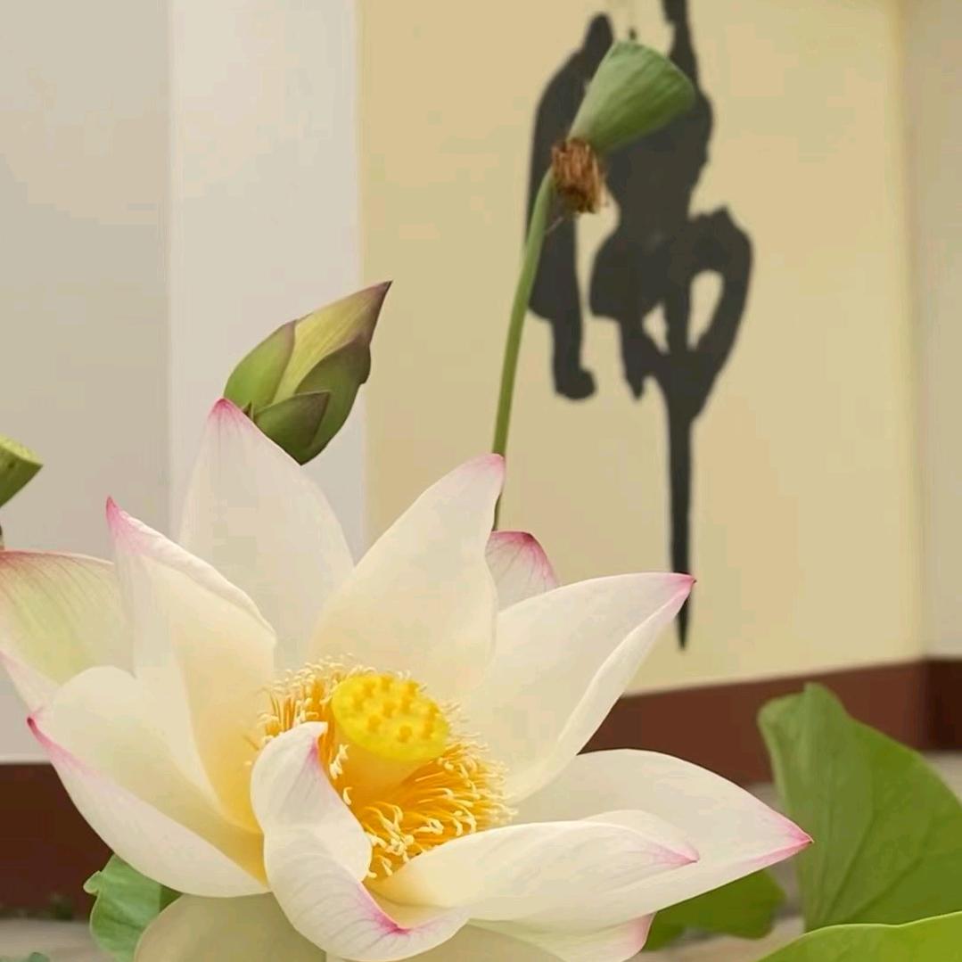 井逸奶奶