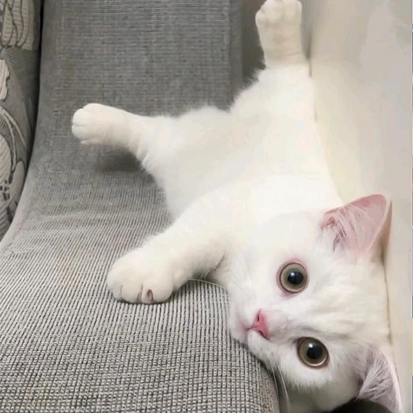 佳’