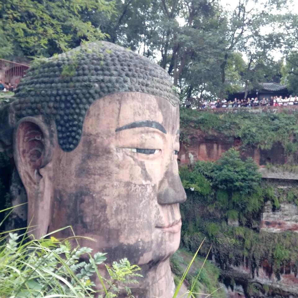 万年青