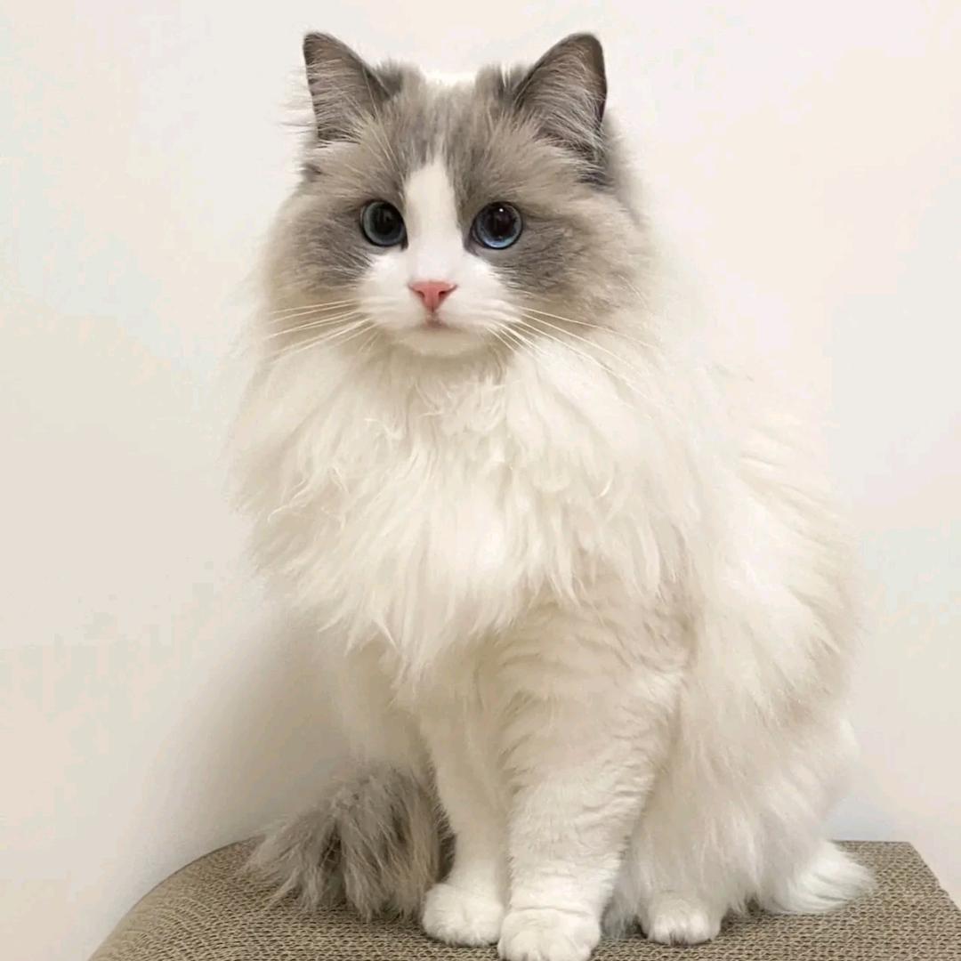 爱打盹儿的猫