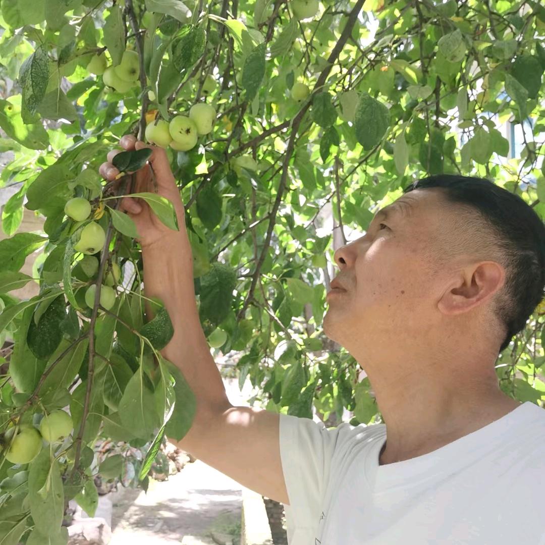 杨三娃
