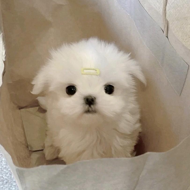 阿苏苏嘞