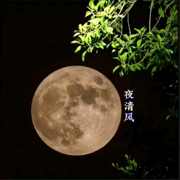 夜清风