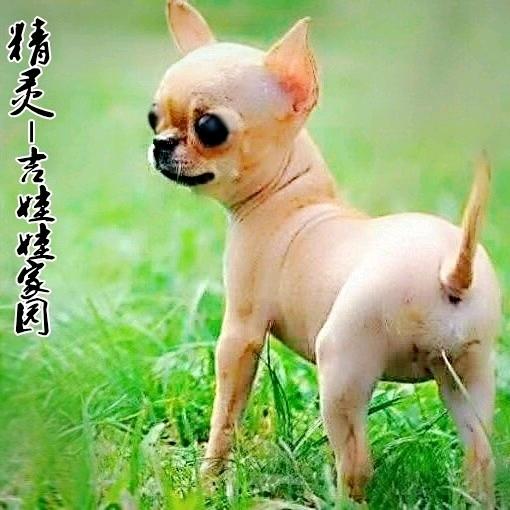 精灵吉娃娃家园