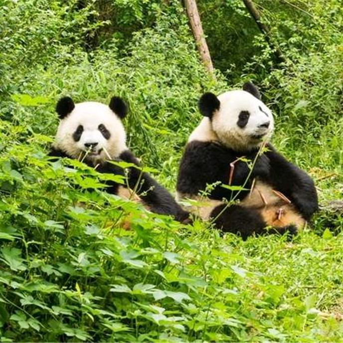 华坚文旅咨询
