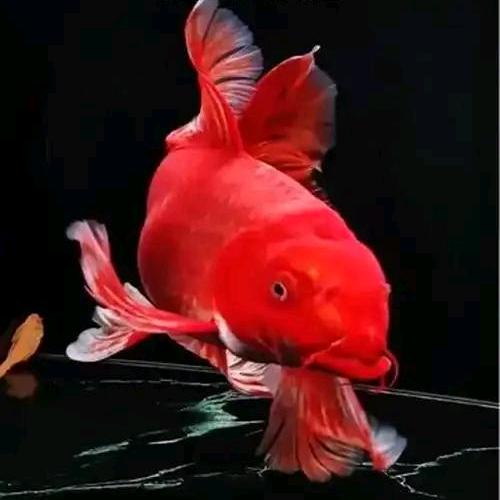九乐水族铺
