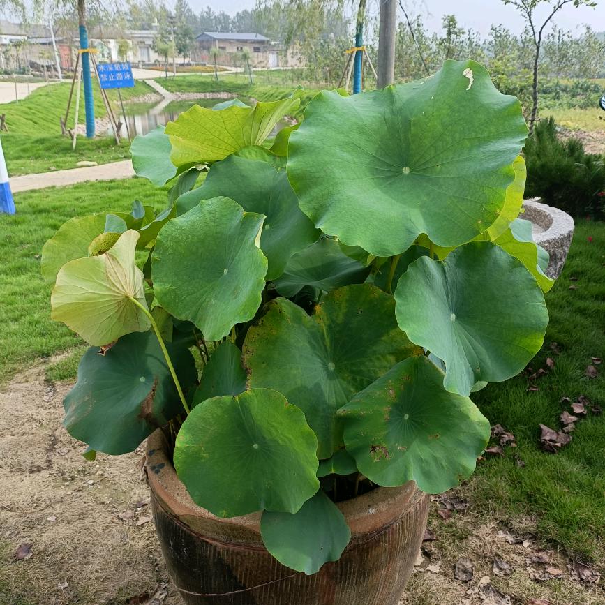 云姐，（橱窗有好物）