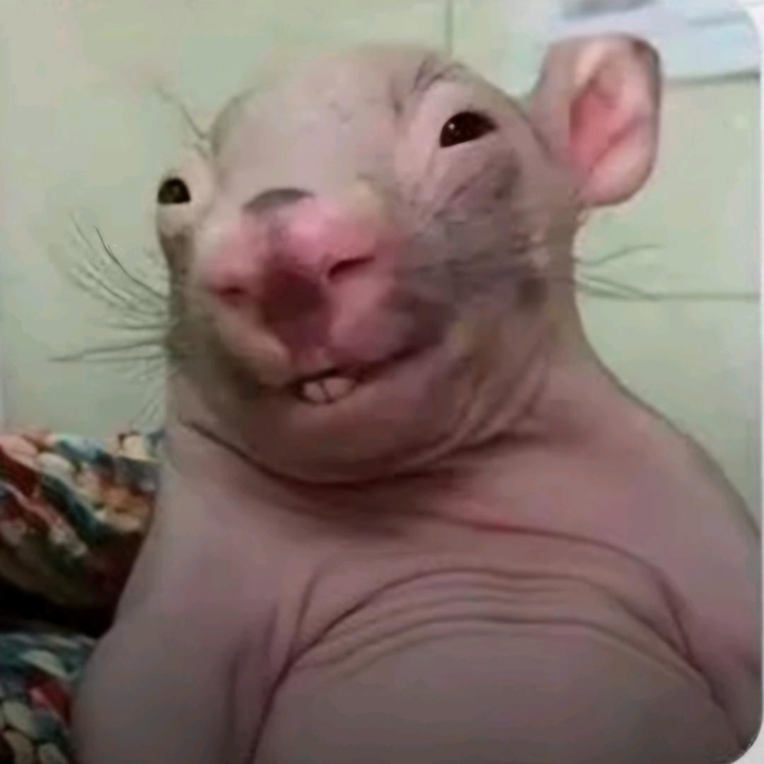 鯊也